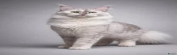 Maine Coon cats for sale: Maine Coons ready now - Advert 2