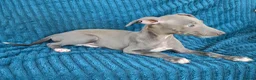 Whippet dogs for sale: 🐾 Beautiful Whippet Puppies Ready Now 🐾 - Advert 34