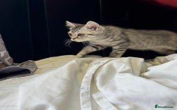 British Shorthair cats for sale: BSH kitten classic & chinchilla bloodline - Image 6