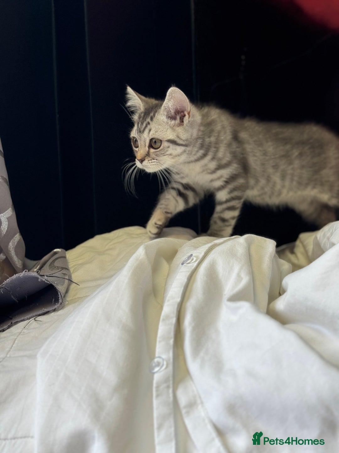 British Shorthair cats for sale: BSH kitten classic & chinchilla bloodline - Image 6