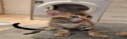 Bengal cats for sale: 🔥✨Pedigree TICA-Registered Bengals - Advert 26