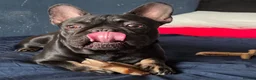 French Bulldog dogs for sale: Lovely boy french bulldog  - Advert 9
