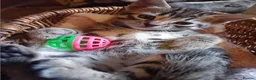Bengal cats for sale: 🌸 Five Beautiful Bengal Girls for Loving Homes🐾 - Advert 14