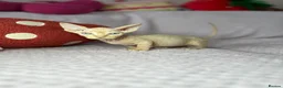 Sphynx cats for sale: Canadian bambino Sphynx kittens  - Advert 32