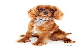 Cavalier King Charles Spaniel dogs for stud: Ruby Cavalier King Charles Spaniel for Stud duties - Image 3