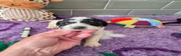 Saint Berdoodle dogs for sale: Miniature F1b Saint Bernadoodles  - Advert 23