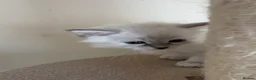 Siberian cats for sale: Beautiful Siberian kittens registered GCCF in Bridlington - Advert 11
