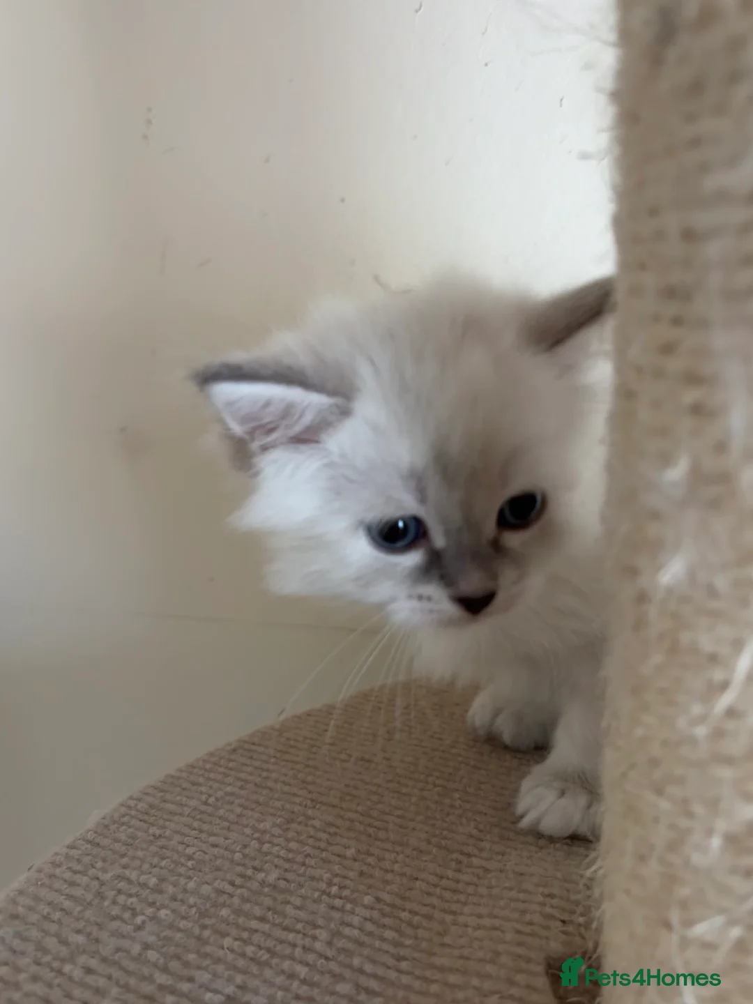 Siberian cats for sale: Beautiful Siberian kittens registered GCCF in Bridlington - Advert 11