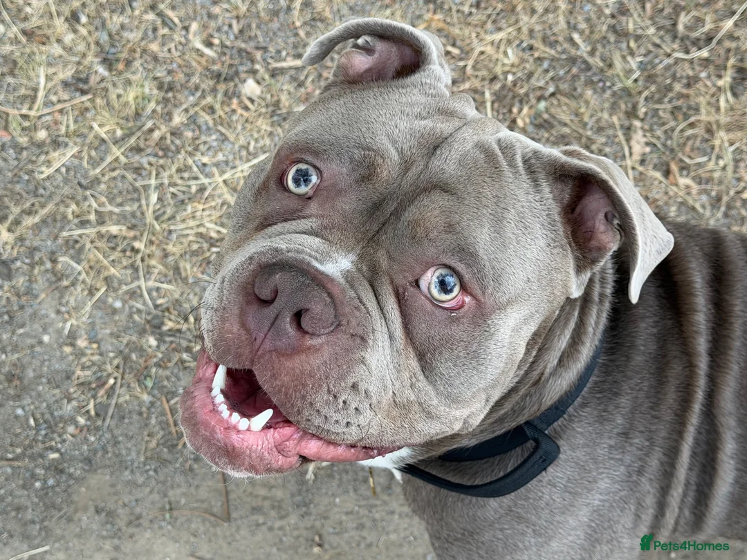 Olde English Bulldogge dogs for stud: 14 month old handsome boy in Wokingham - Advert 1