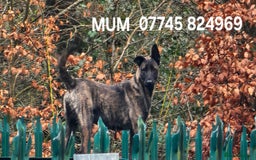 Belgian Shepherd Dog dogs for sale: 2 DUCTH SHEPHERD FEMALE PUPPIES  - Image 2