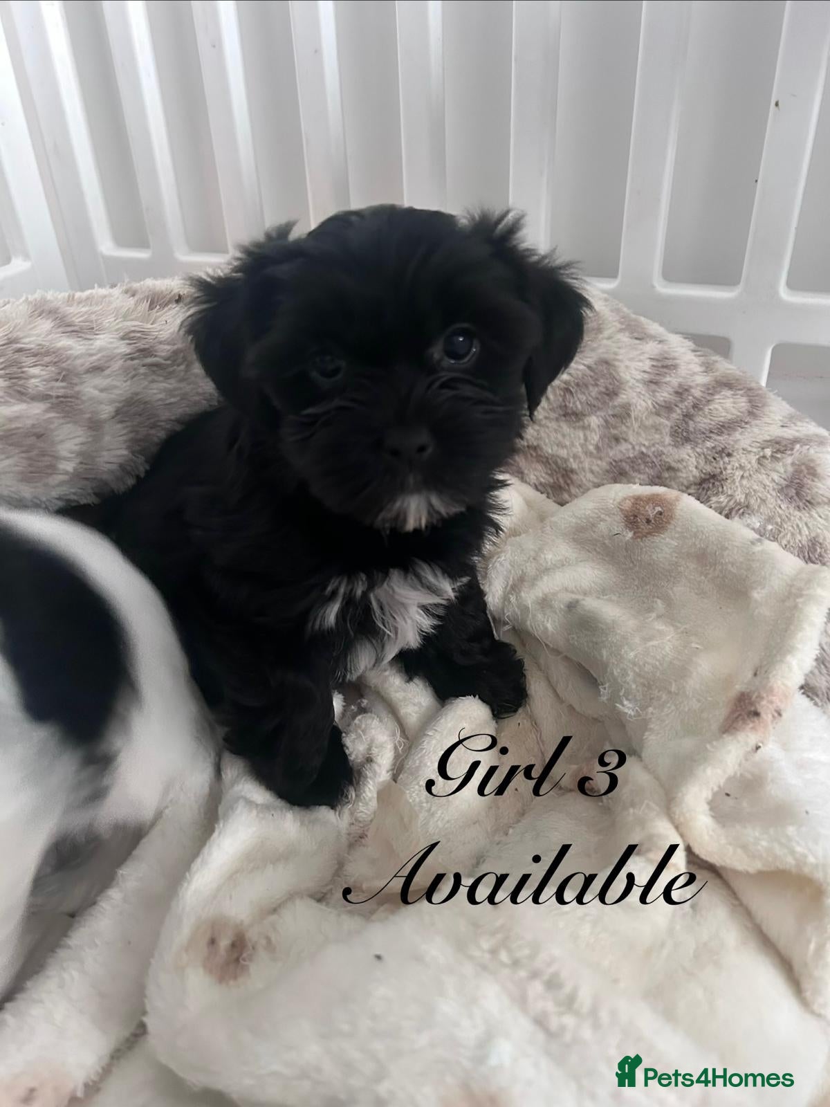 Shorkie dogs Two beautiful female shorkie pups ready to go - Advert 1