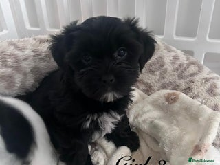 Shorkie dogs Two beautiful female shorkie pups ready to go - Advert 6