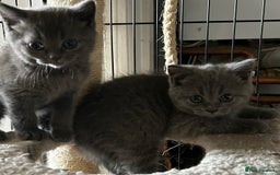 British Shorthair cats for sale: Gorgeous Blue British Shorthairs  - Image 6
