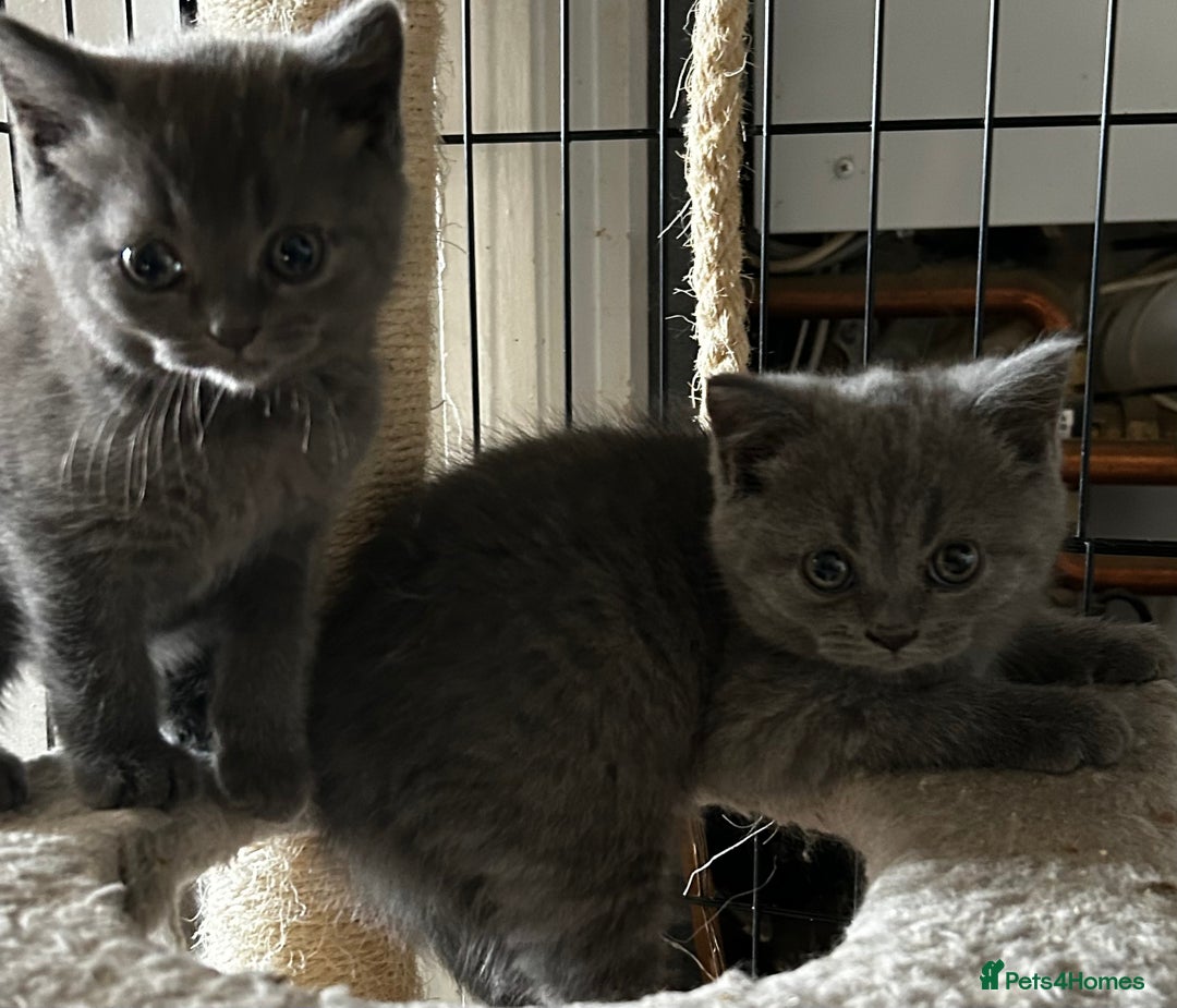 British Shorthair cats for sale: Gorgeous Blue British Shorthairs  - Image 6