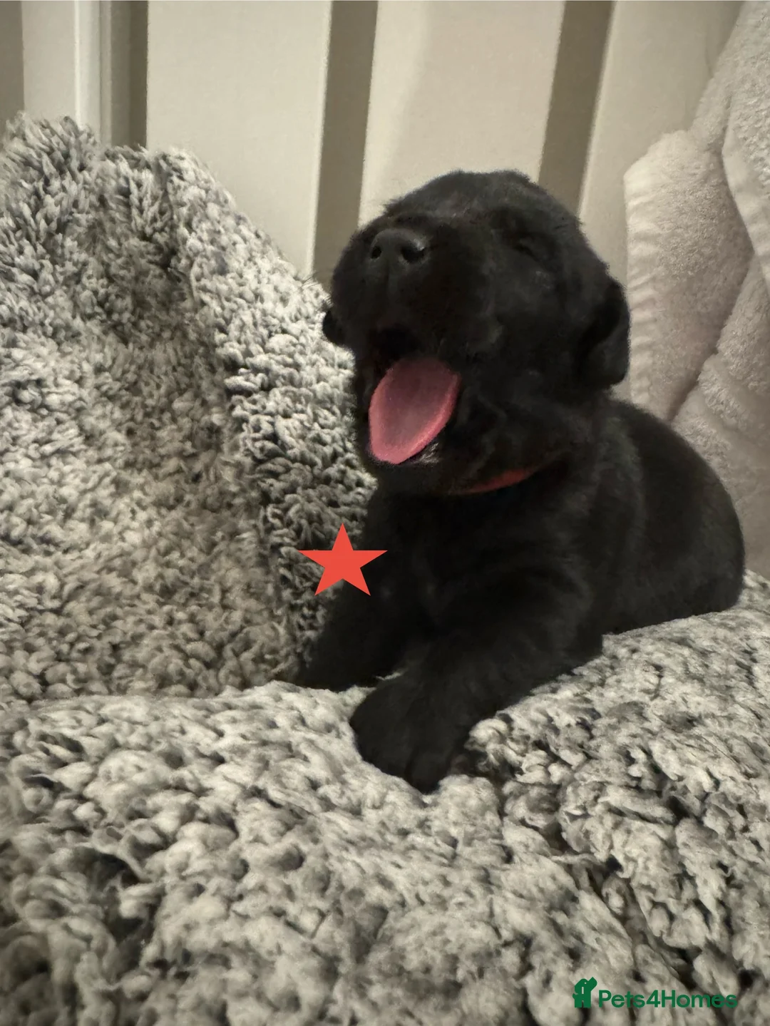 Labrador Retriever dogs for sale: 3 black females remaining – Labrador Retrievers - Advert 28