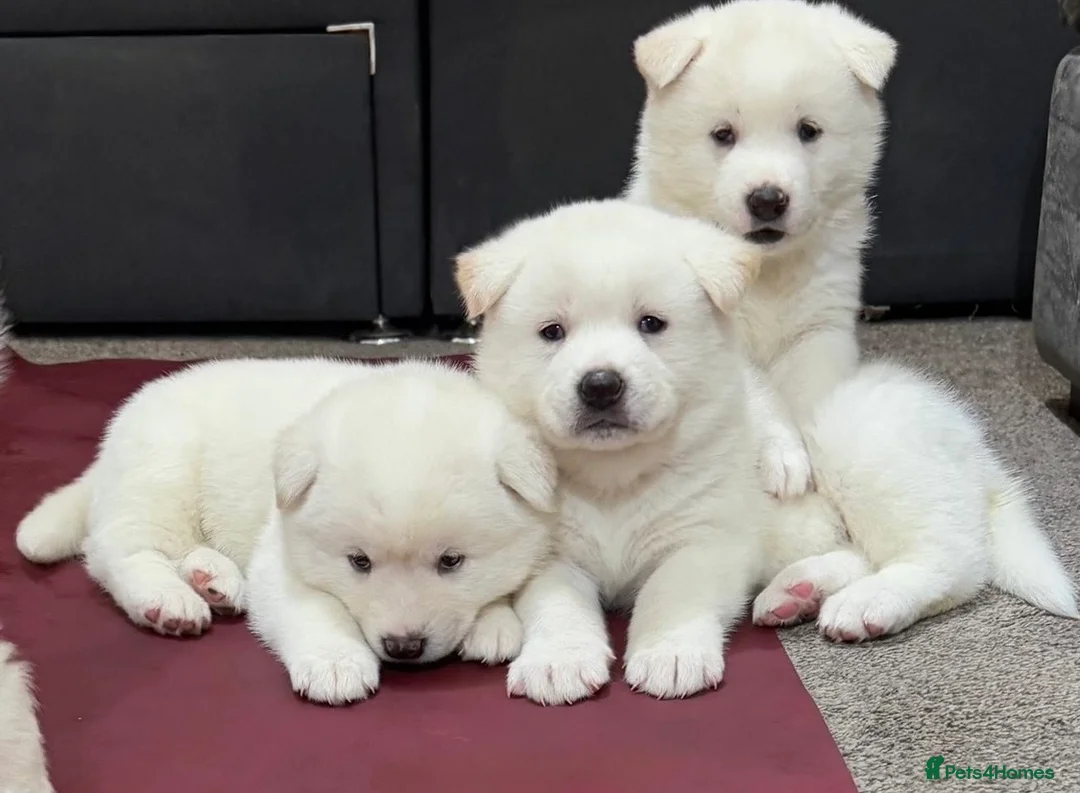 Japanese Akita Inu dogs for sale: Beautiful Japanese Akita Puppies 3 Stunning girls - Advert 1