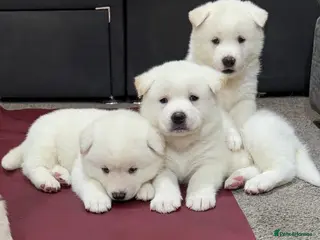 Japanese Akita Inu dogs Beautiful Japanese Akita Puppies 3 Stunning girls - Advert 1