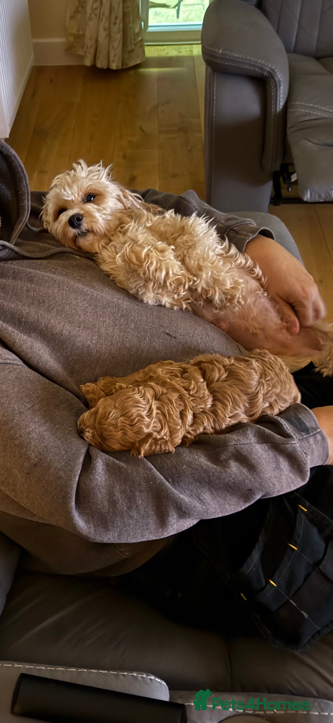 Cavapoo dogs for sale: Lovely cavapoo girl - Image 5