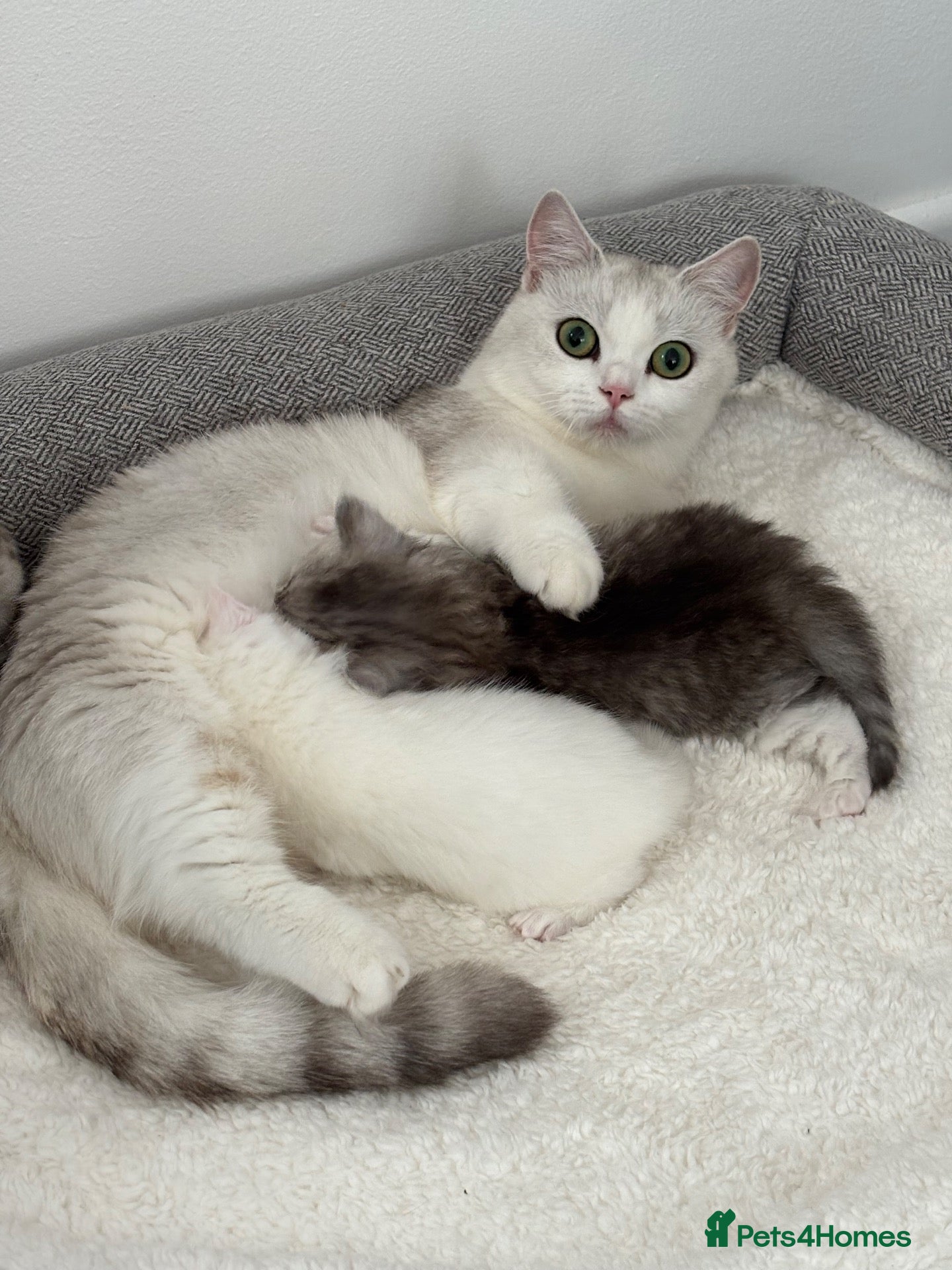 Munchkin cats 4 BSH Munchkins 2 female(1 very short leg) 2 male  - Advert 10