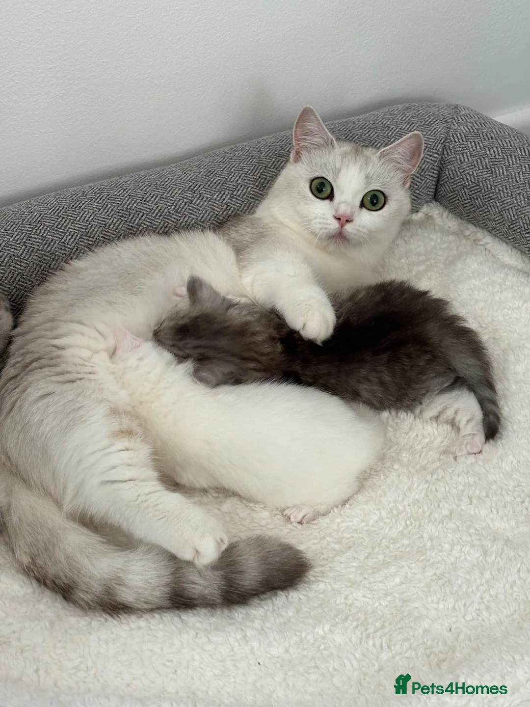 Munchkin cats for sale: 4 BSH Munchkins 2 female(1 very short leg) 2 male  - Advert 1