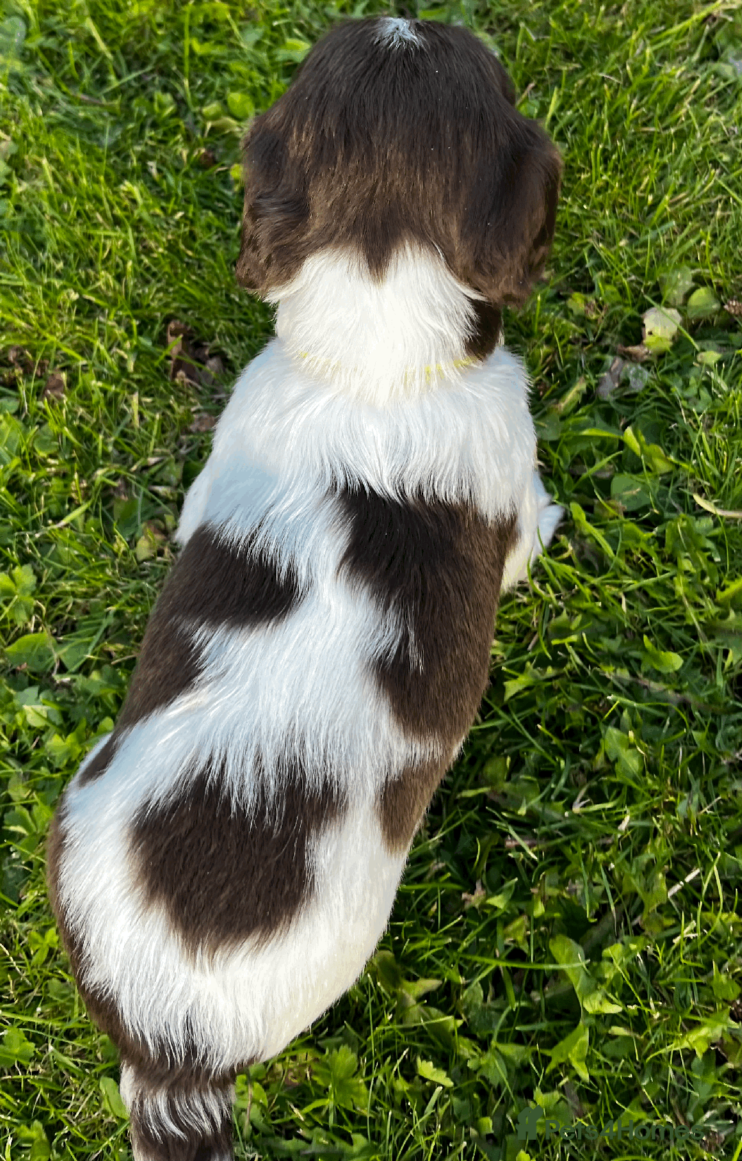Sprocker dogs for sale: Sprocker Puppies - Image 25