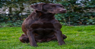 Labrador Retriever dogs - Advert 4