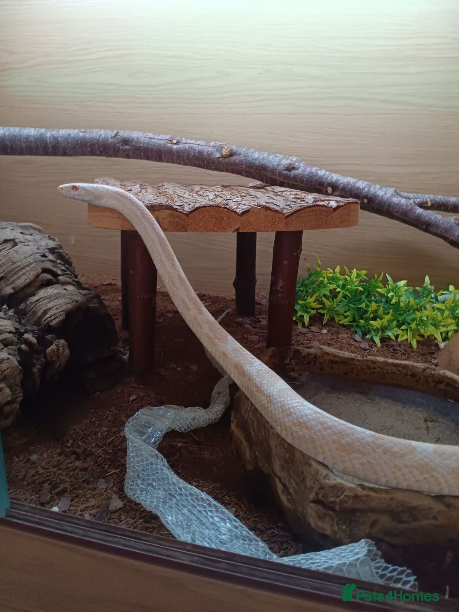 Corn Snake reptiles Two corn snakes for sale  - Advert 2
