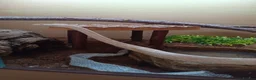 Corn Snake reptiles for sale: Two corn snakes for sale  - Advert 1