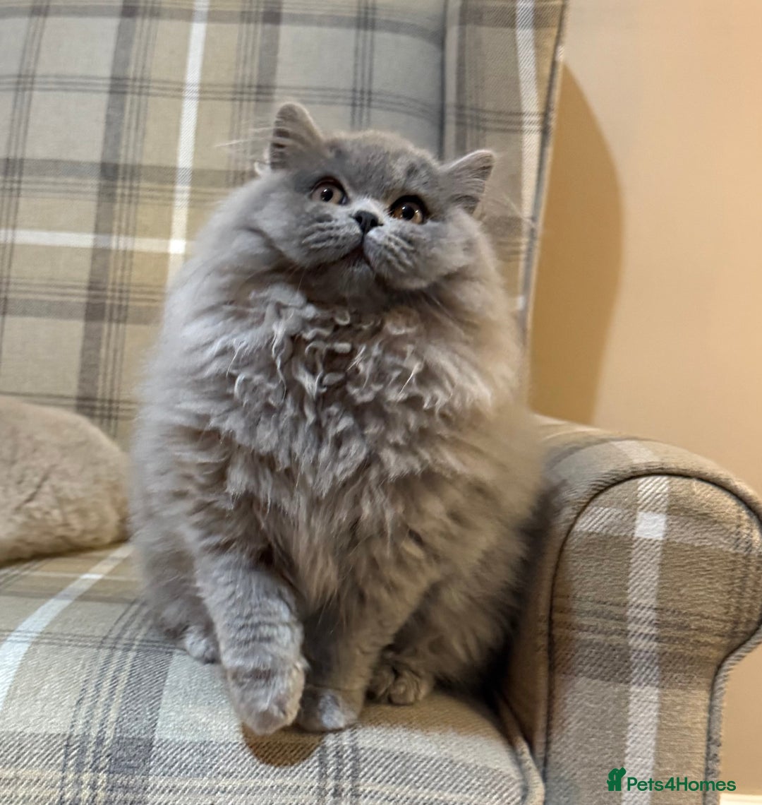 British Shorthair cats for sale: ⭐ Champion GGCF British longhair kitten ⭐  - Advert 1