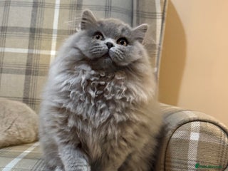 British Shorthair cats ⭐ Champion GGCF British longhair kitten ⭐ - Advert 3