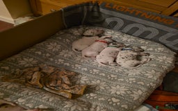 Dalmatian dogs for sale: 100% DALMATIAN LITTER - Image 27