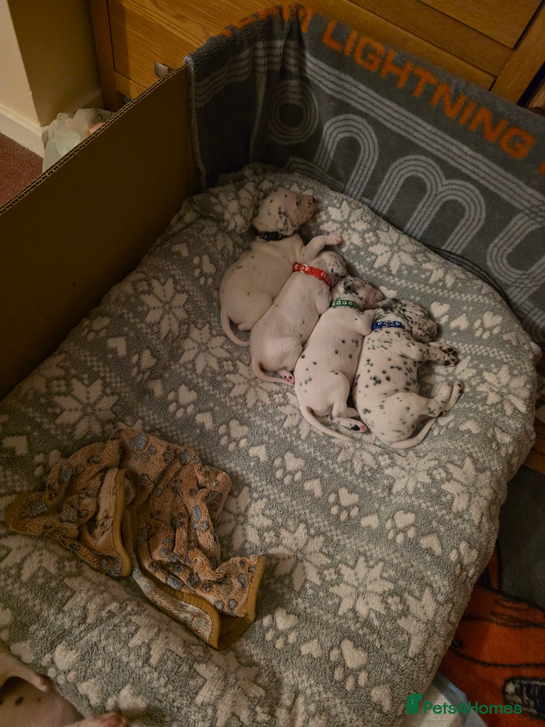 Dalmatian dogs for sale: 100% DALMATIAN LITTER - Image 27
