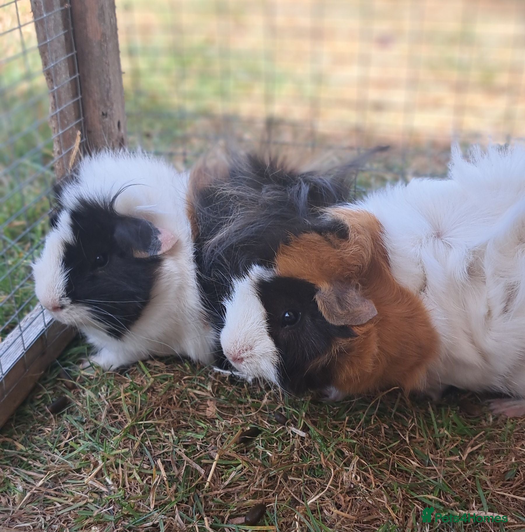 Guinea Pig rodents Adorable young boar Guinea pigs  - Advert 1