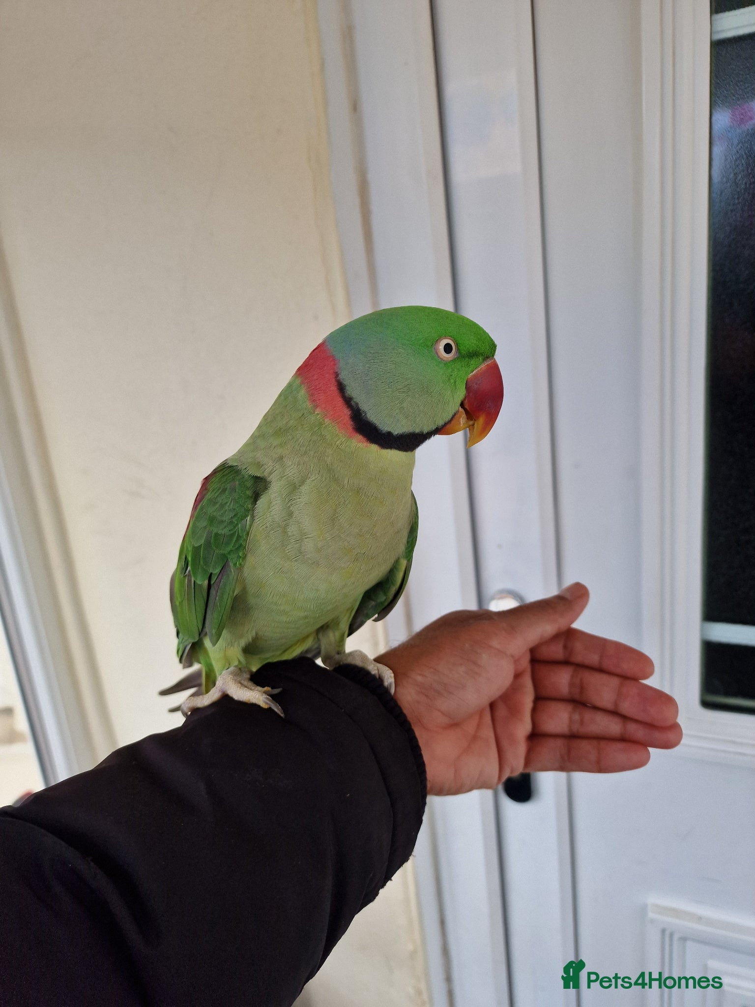 Parrots birds Super Tamed Alexanderian Parrot for sale - Advert 1
