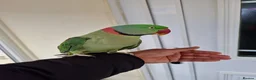 Parrots birds for sale: Super Tamed Alexanderian Parrot for sale - Advert 1