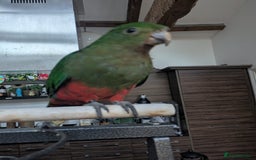 Parrots birds for sale: Australian King's parrot babies  - Image 6