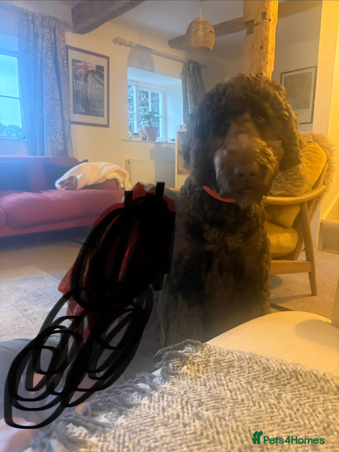 Newfypoo dogs for sale: Stunning 10 month old Newfypoo f1b - Advert 2