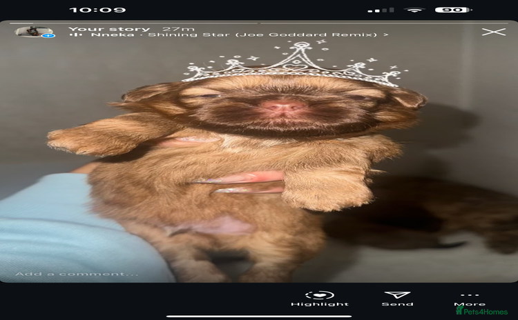 Shih Tzu dogs - Advert 1