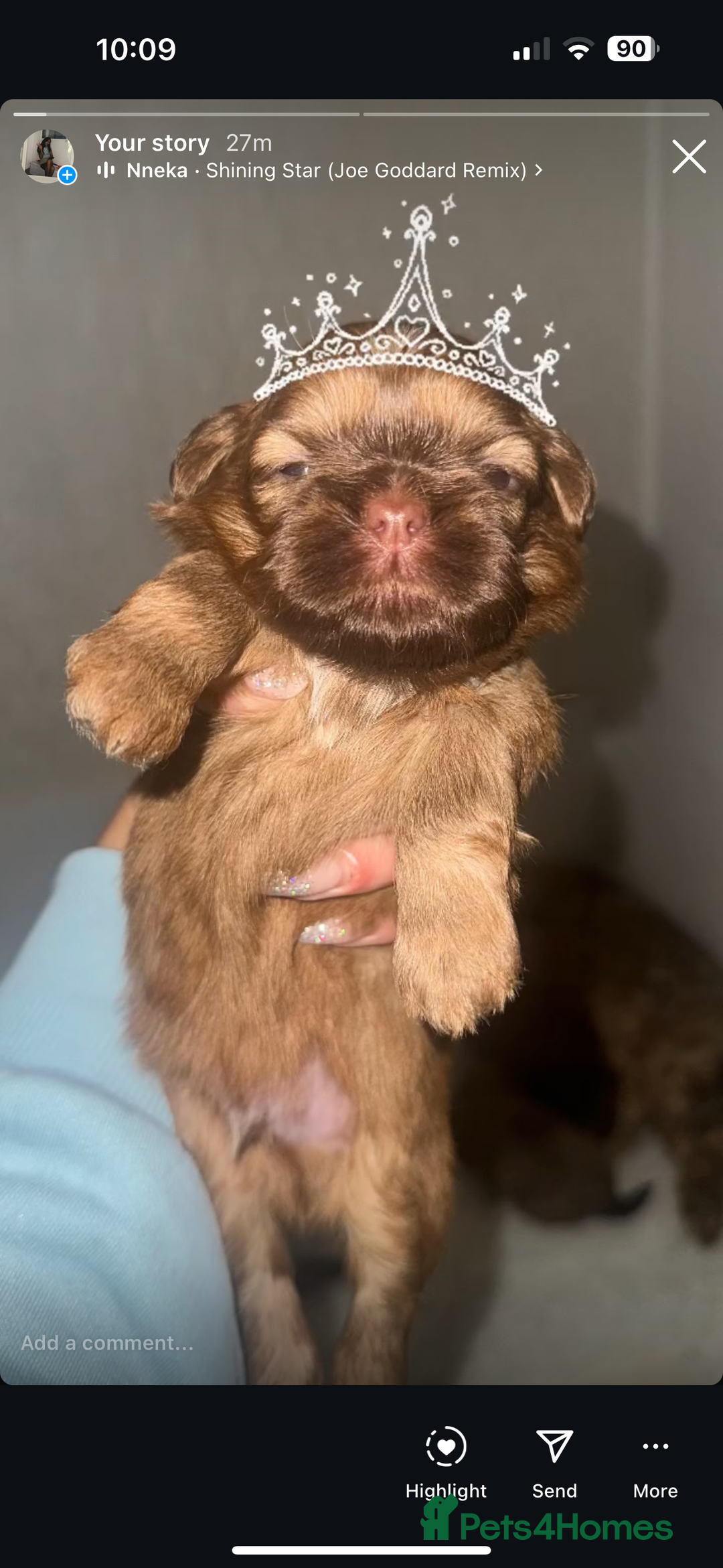 Shih Tzu dogs for sale: Stunning Karashishi Shih tzus - Image 1