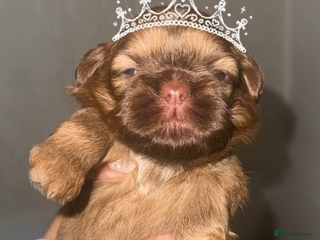 Shih Tzu dogs - Advert 30