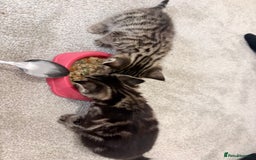 Domestic Shorthair cats for sale: 2x Tabby Cats (1x Male and 1x Female) - Image 8