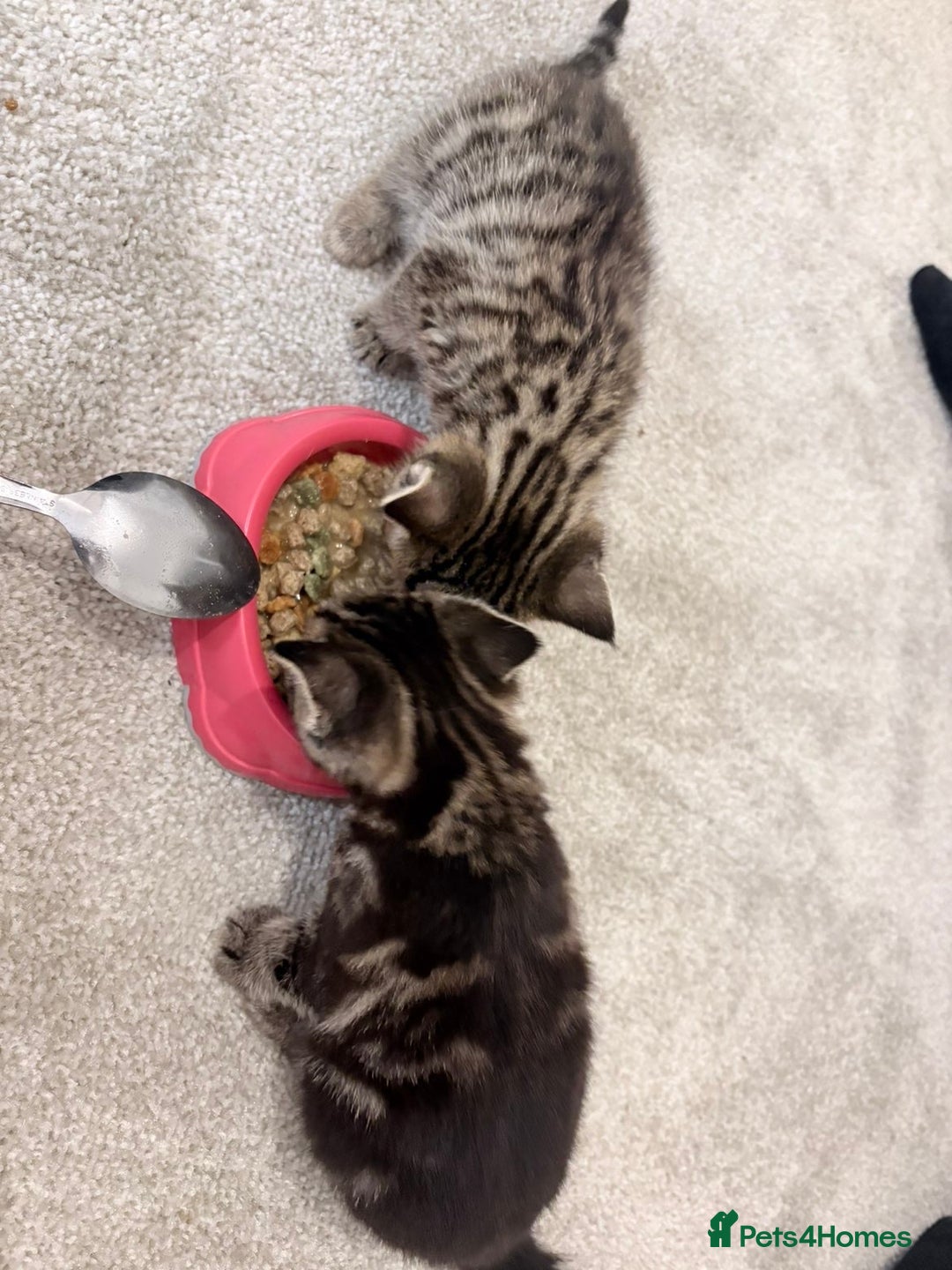 Domestic Shorthair cats for sale: 2x Tabby Cats (1x Male and 1x Female) - Image 8