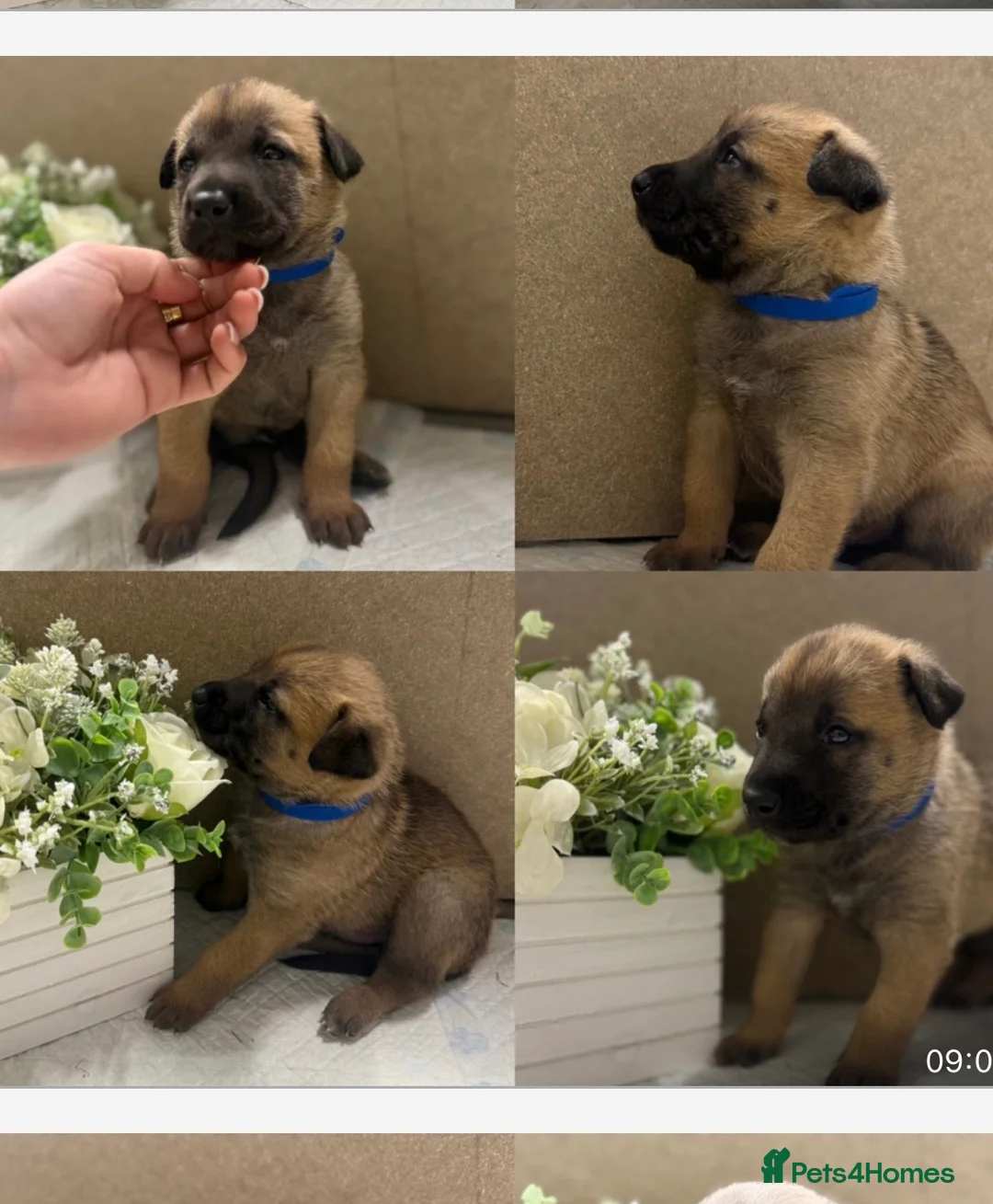 Belgian Shepherd Dog dogs for sale: 🤩 Belgian Malinois Puppies 🤩 in Crook - Advert 6