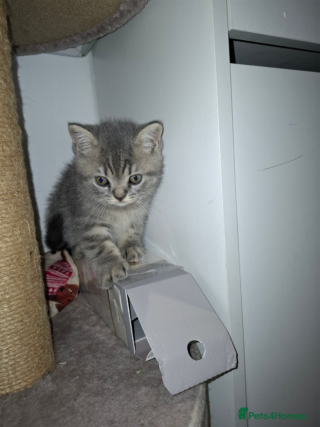 British Shorthair cats for sale: Pedigree British Blue and Tabby Shorthair Kittens - Image 7
