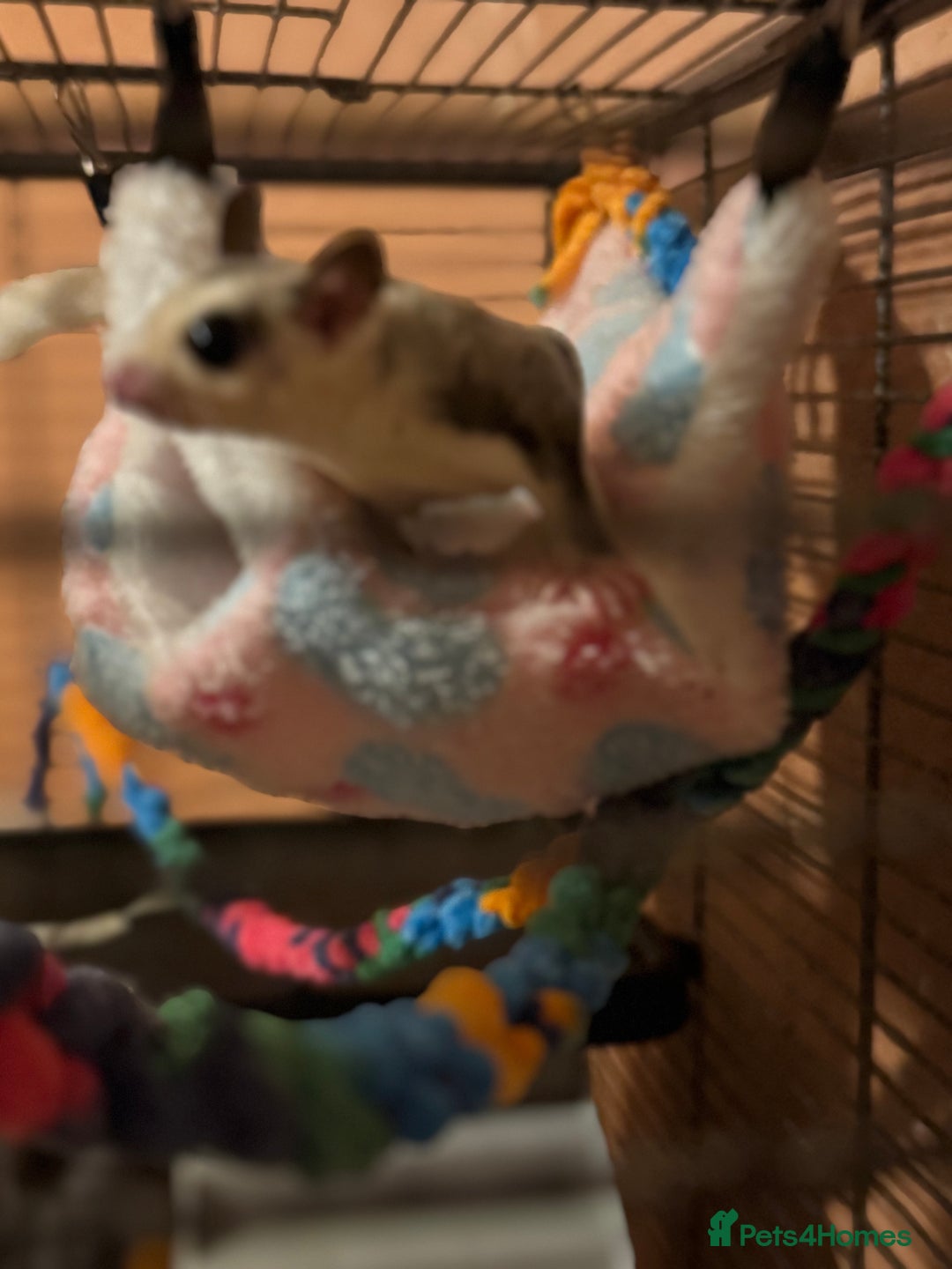 Sugar Glider rodents for sale: 2 female sugar gliders - Advert 2