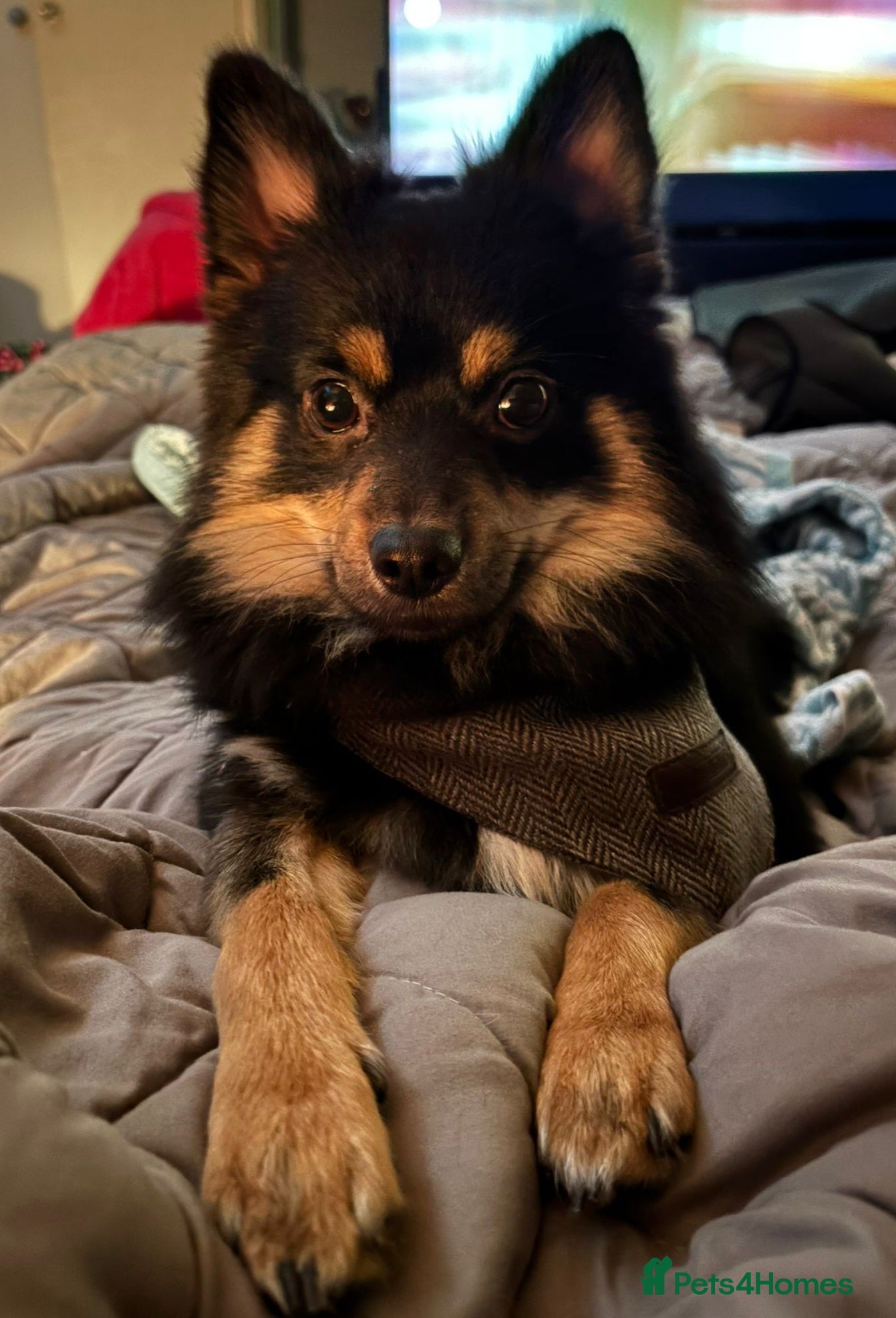 Chihuahua dogs Longhair Chi looking for new lap! - Advert 6