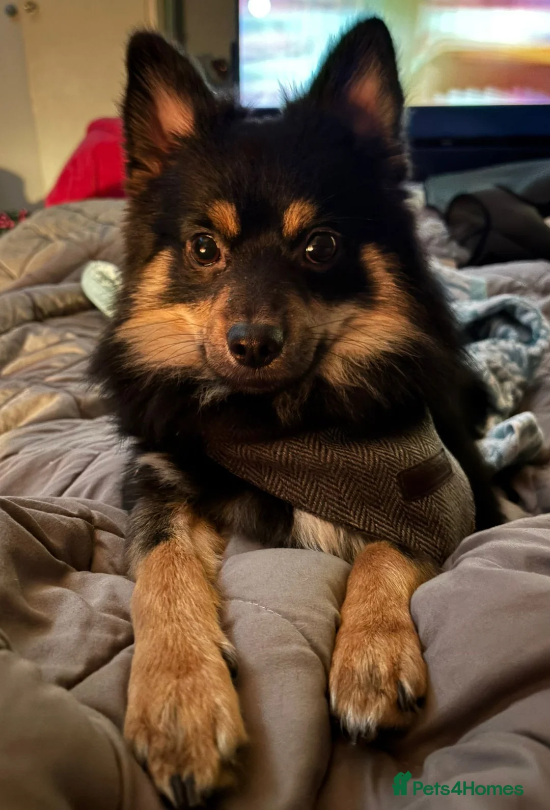 Chihuahua dogs for sale: Longhair Chi looking for new lap! in Taunton - Advert 1