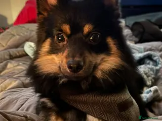 Chihuahua dogs Longhair Chi looking for new lap! - Advert 6