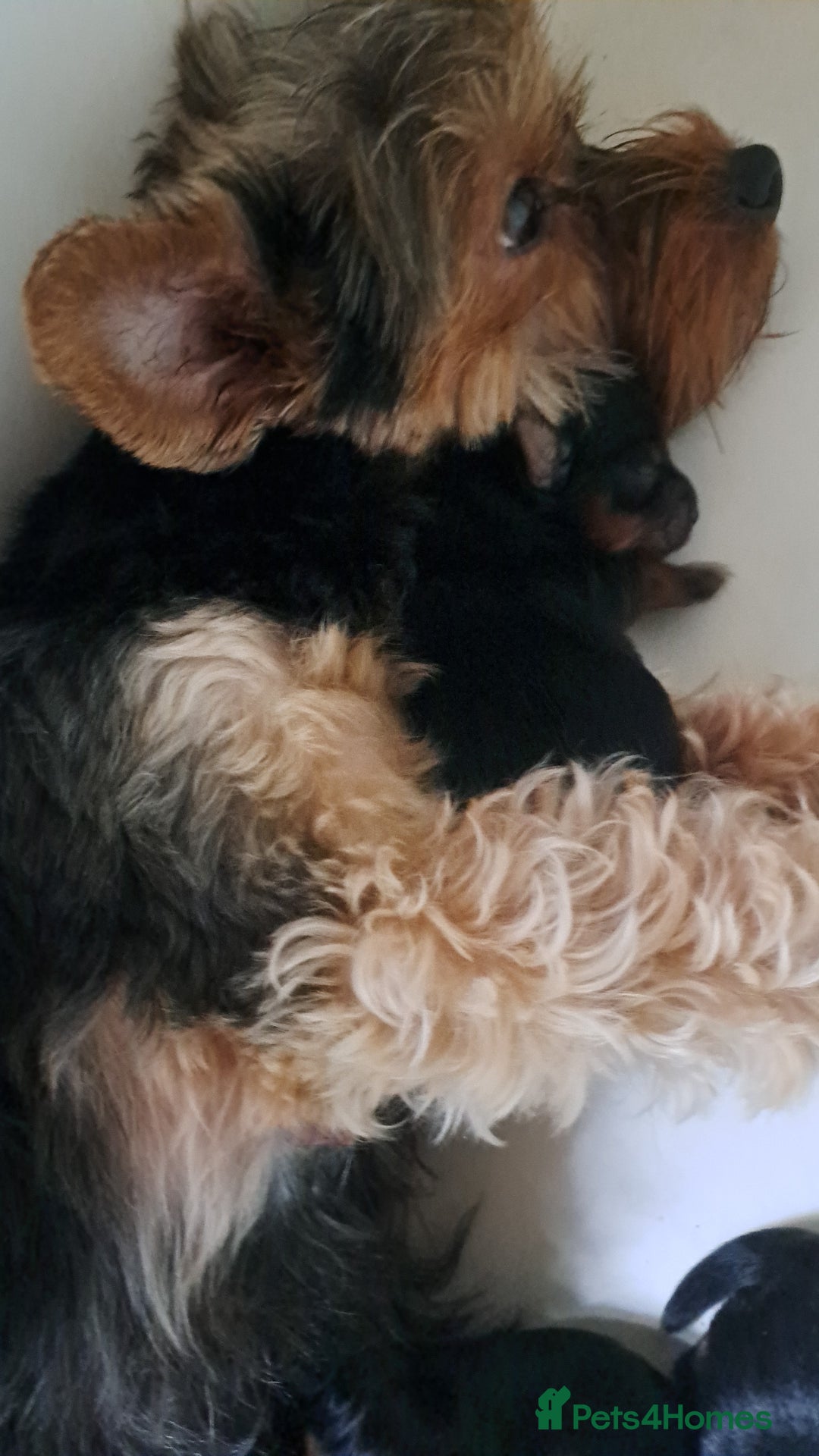 Yorkshire Terrier dogs for sale: Pedigree Yorkshire terrier puppy's  - Advert 11