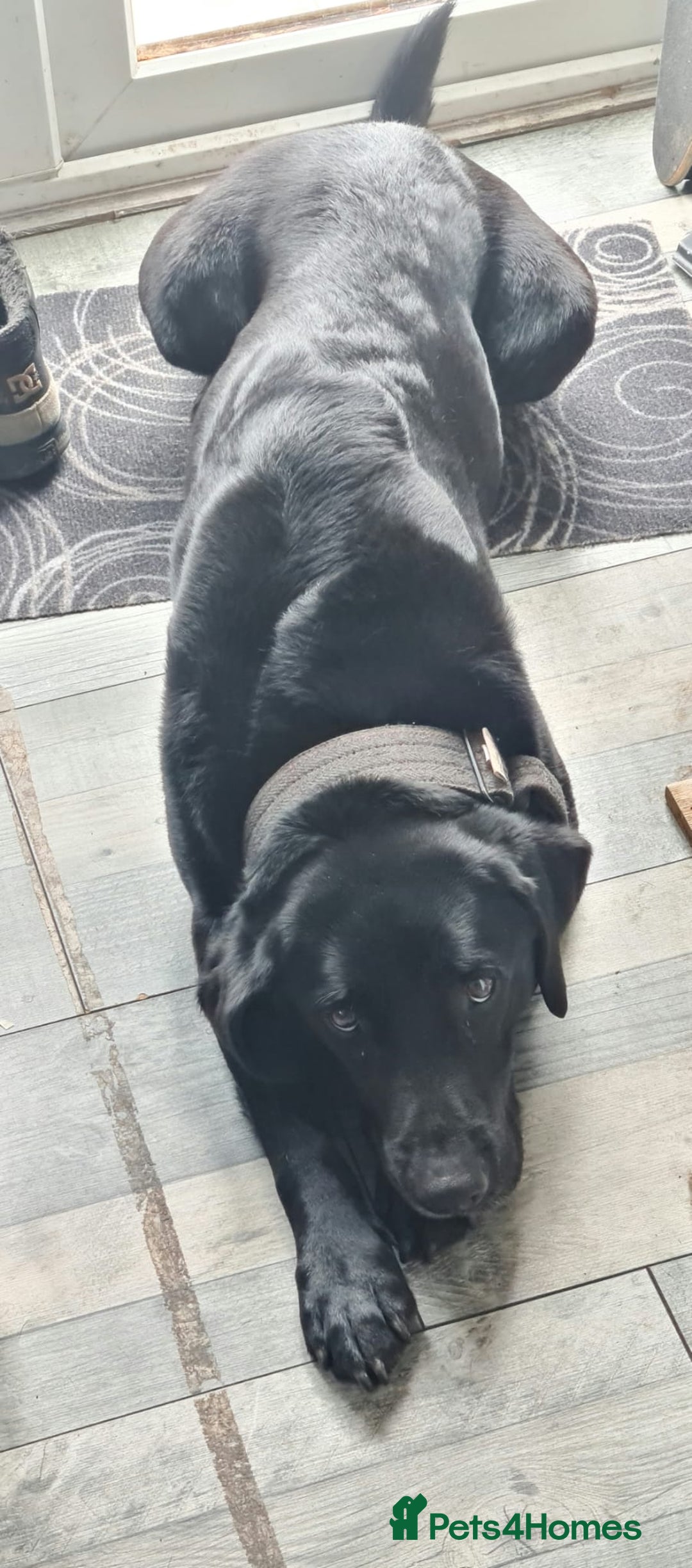 Mixed Breed dogs for sale: Beautiful litter of labrastaffs/staffadors - Image 6